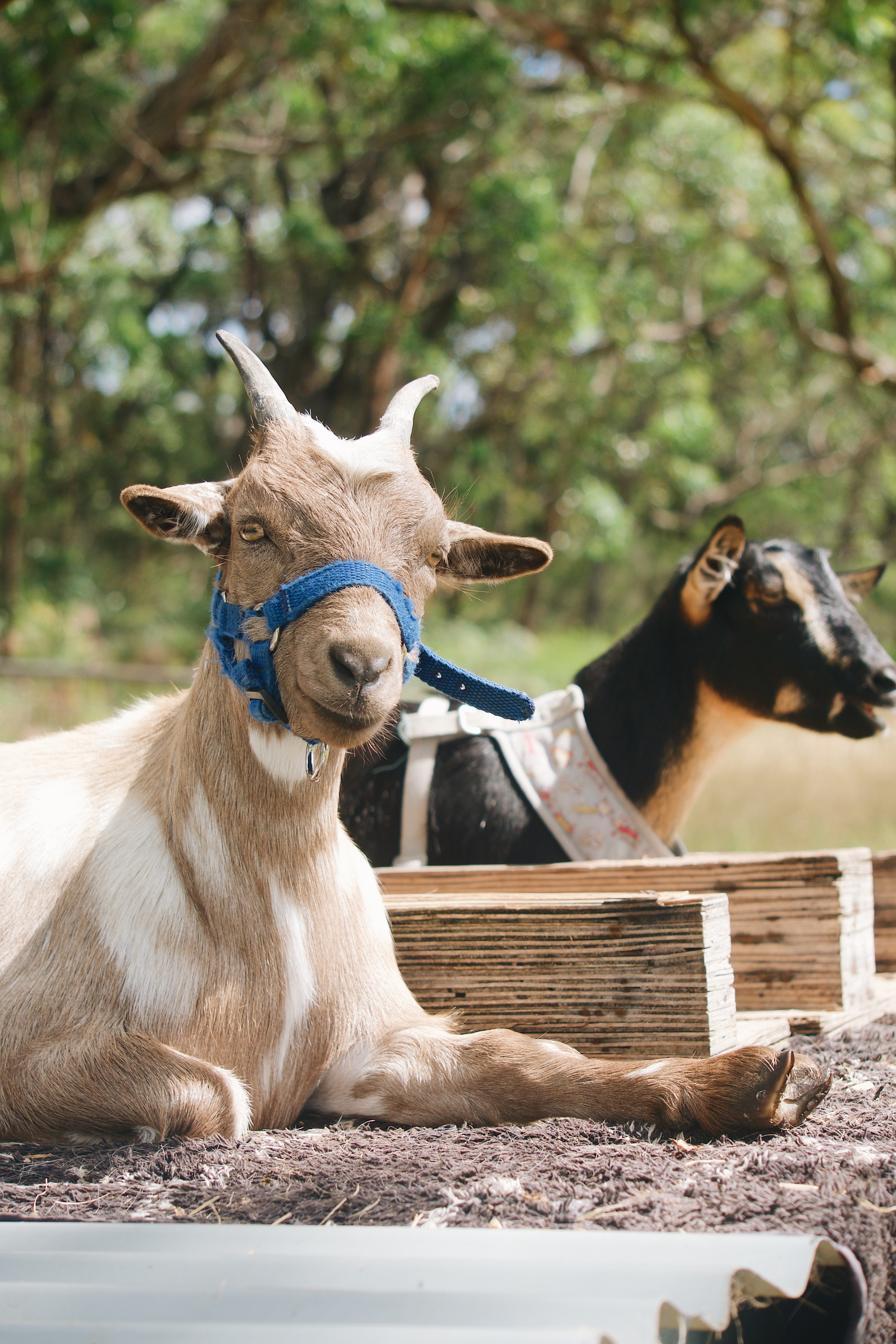 Goat with a blue halter sitting on the ground with another goat in the background at Sailors Grave Brewing Dunetown